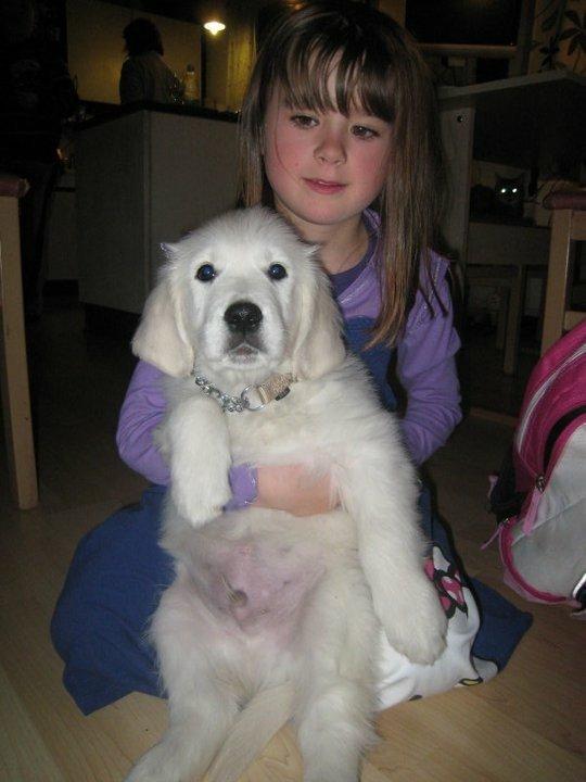 Golden retriever - Kaiser - Kaiser som lille, 8 uger billede 2