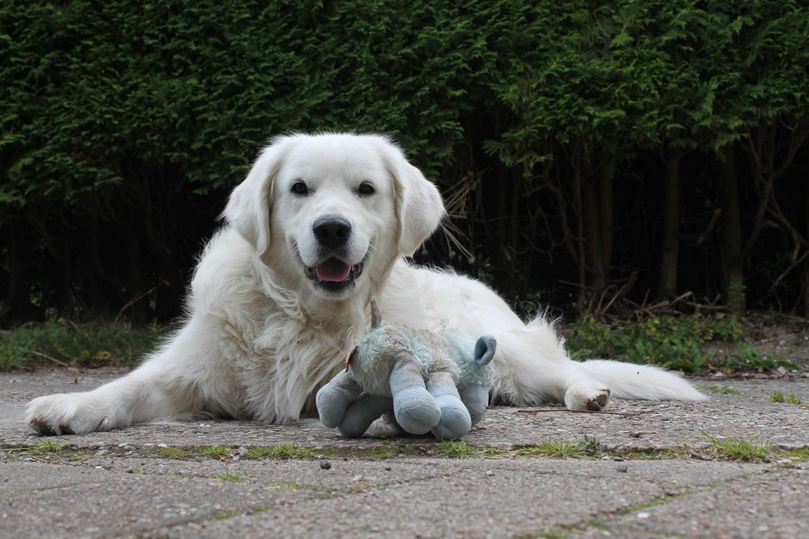 Golden retriever - Kaiser - Kaiser nyder sommer, 4,5 år billede 5