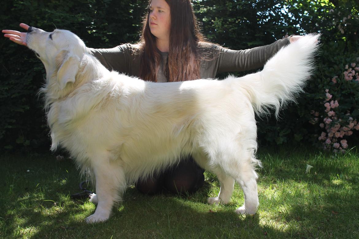 Golden retriever - Kaiser - Kaiser træner, 4,5 år billede 4