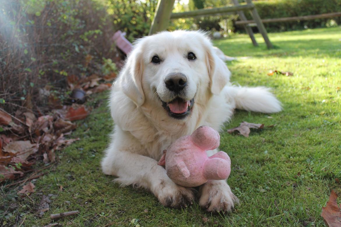 Golden retriever - Kaiser - Kaiser nyder forår, 5 år billede 3