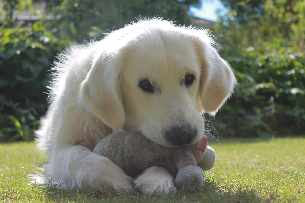 Golden retriever - Kaiser - Kaiser nyder sommer, 3,5 år billede 1