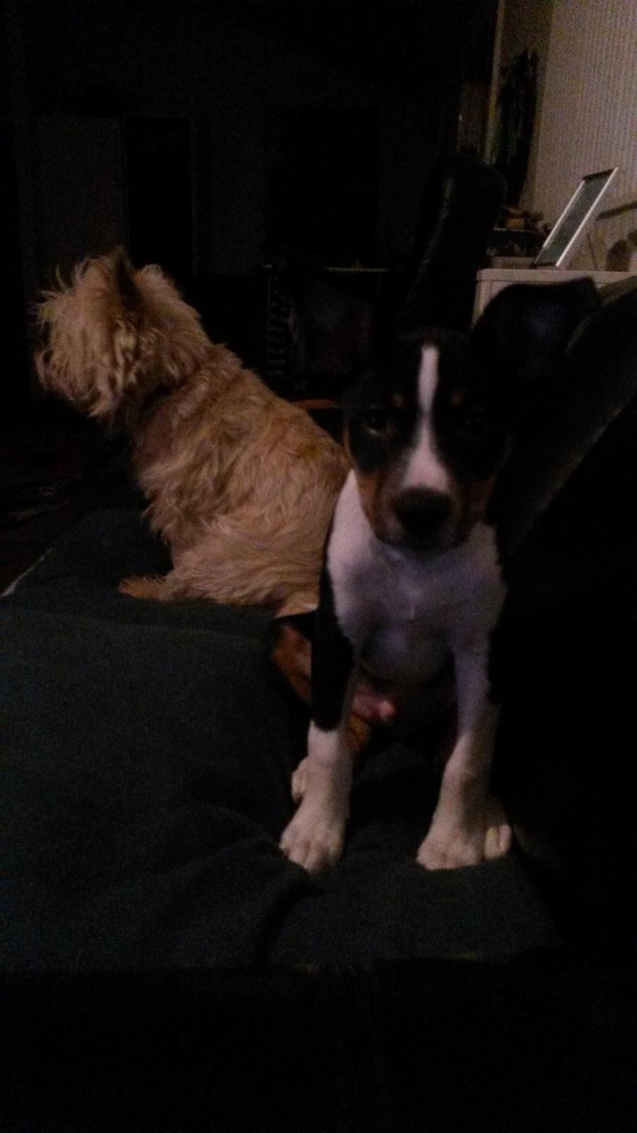 Rat Terrier Solgaards Baloo billede 23