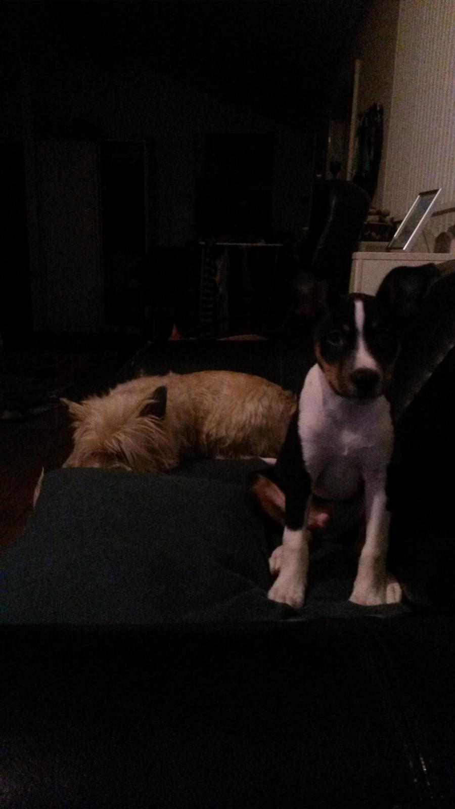 Rat Terrier Solgaards Baloo - Baloo og My er blevet rigtig gode venner billede 24