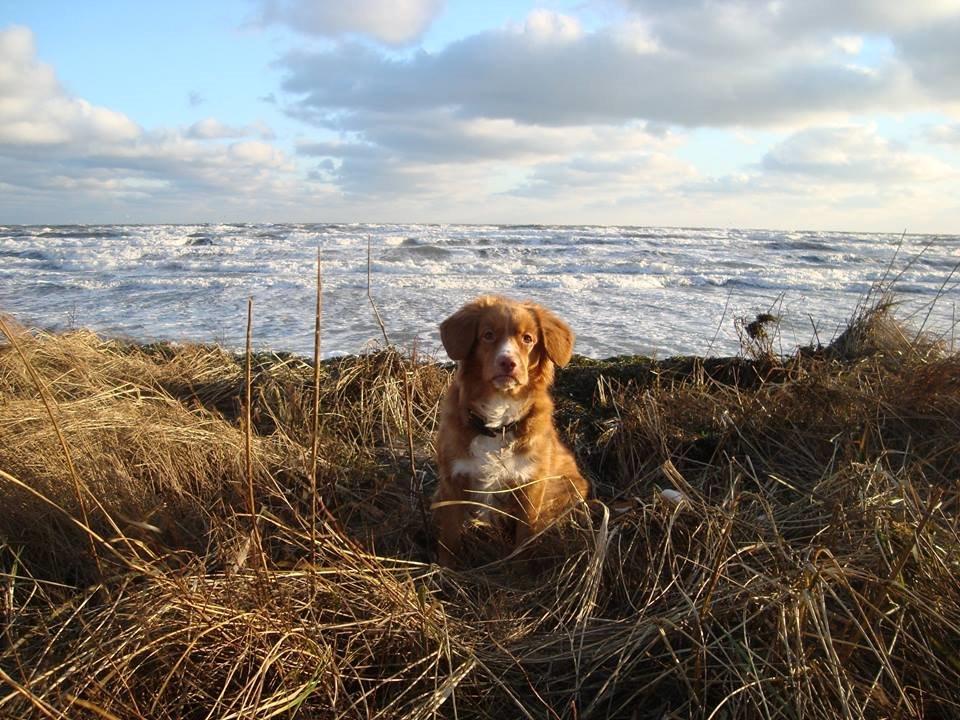 Nova scotia duck tolling retriever Redborn first Contact (Dixie) [Himmelhund] - 4 år billede 6