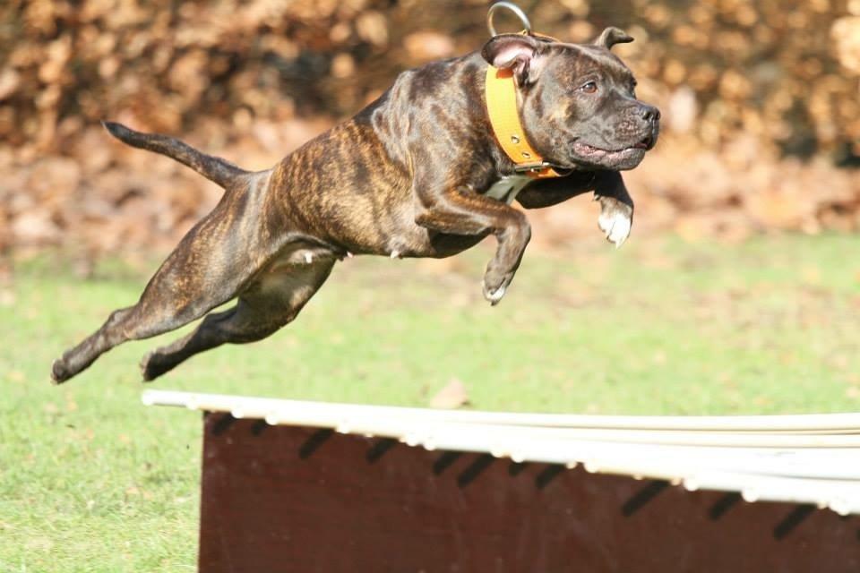 Staffordshire bull terrier Runstaffs Let's Rock Reggae billede 4