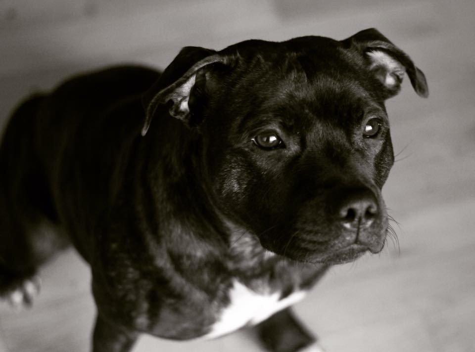 Staffordshire bull terrier Runstaffs Let's Rock Reggae billede 2