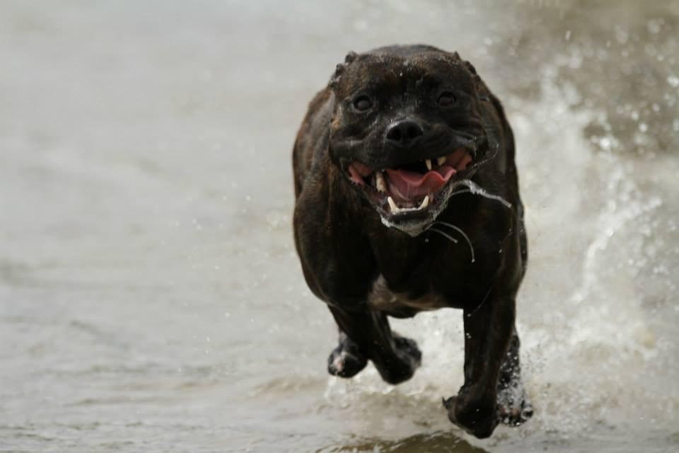 Staffordshire bull terrier Runstaffs Let's Rock Reggae billede 7