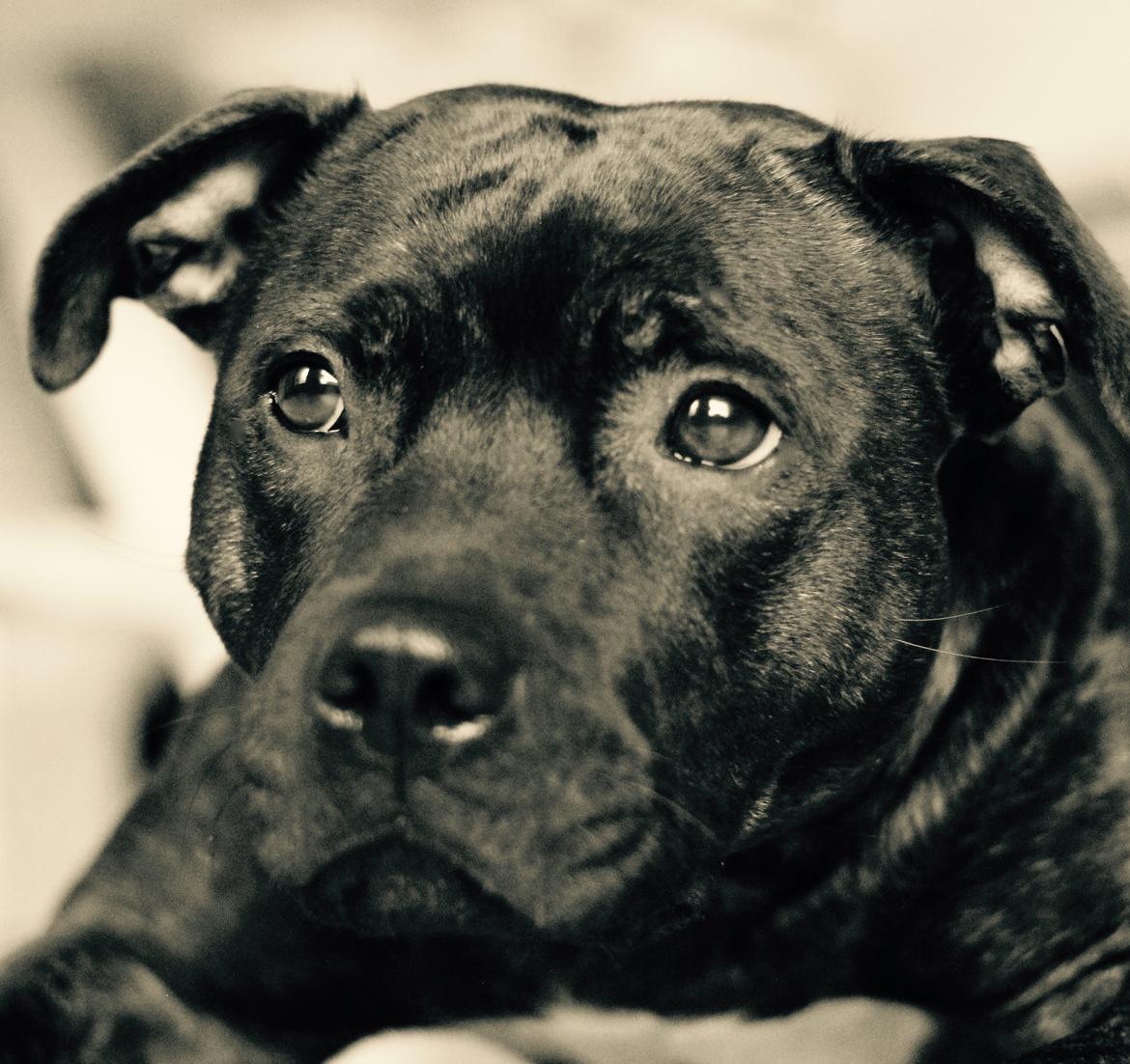 Staffordshire bull terrier Runstaffs Let's Rock Reggae billede 1