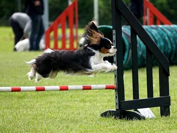Cavalier king charles spaniel Aya - Fotograf: Yanne, konkurrence i DcH Svendborg :D billede 44