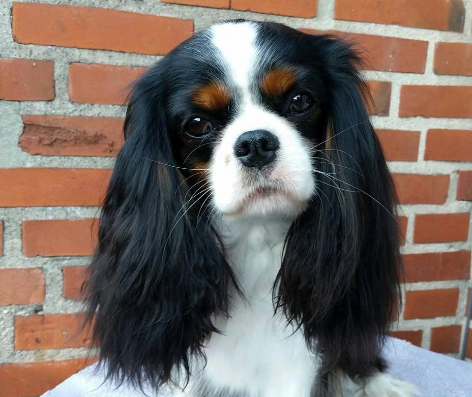 Cavalier king charles spaniel Aya - Med fine nyvaskede øre <3 billede 3
