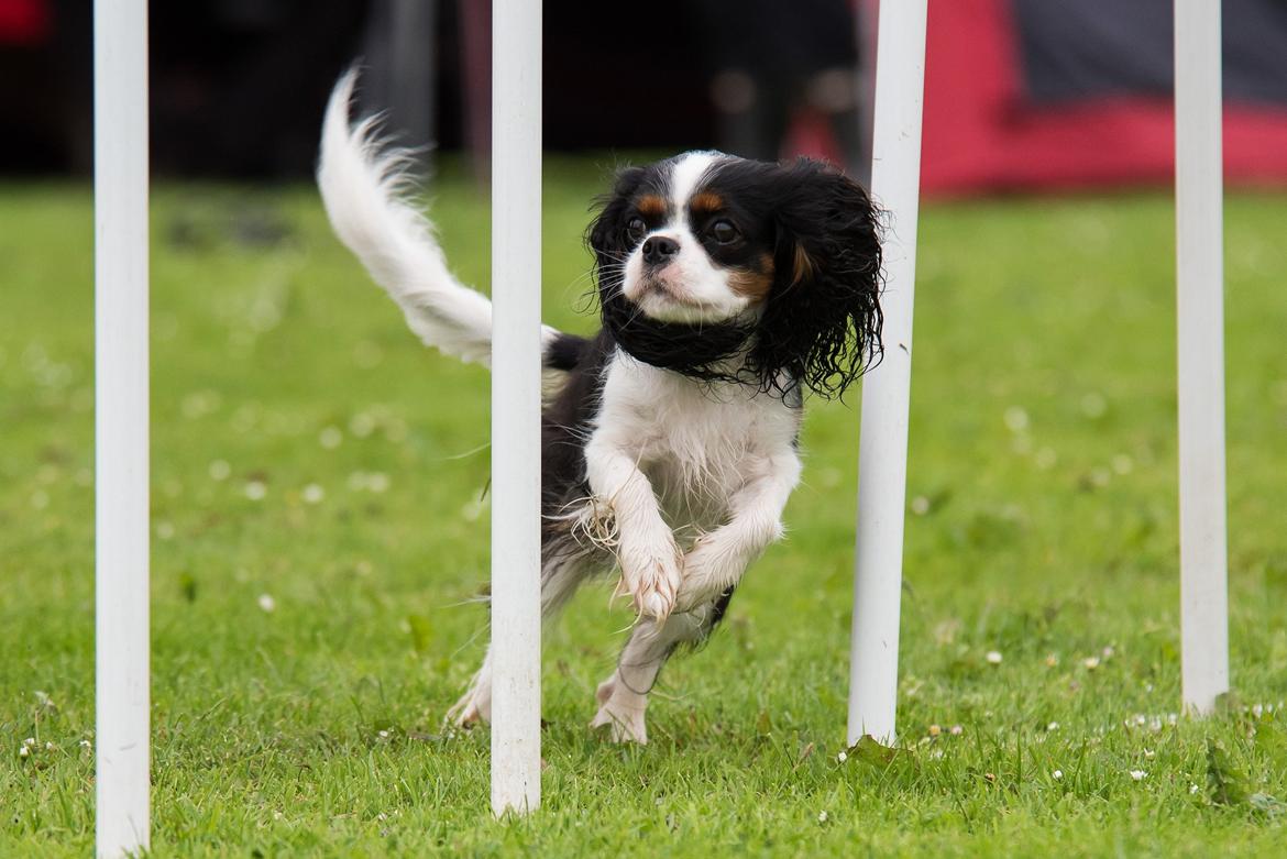 Cavalier king charles spaniel Aya - Fotograf: Flemming Andersen. Stævne i DcH Højme 2015 billede 2