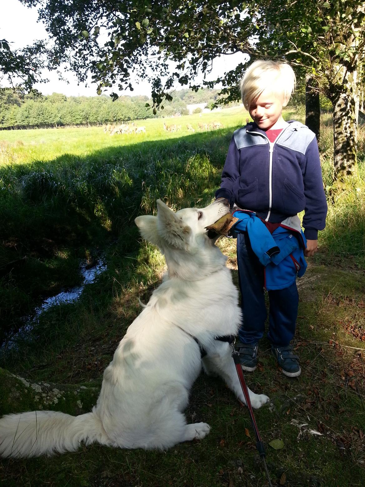 Hvid schæfer Gizmo billede 10