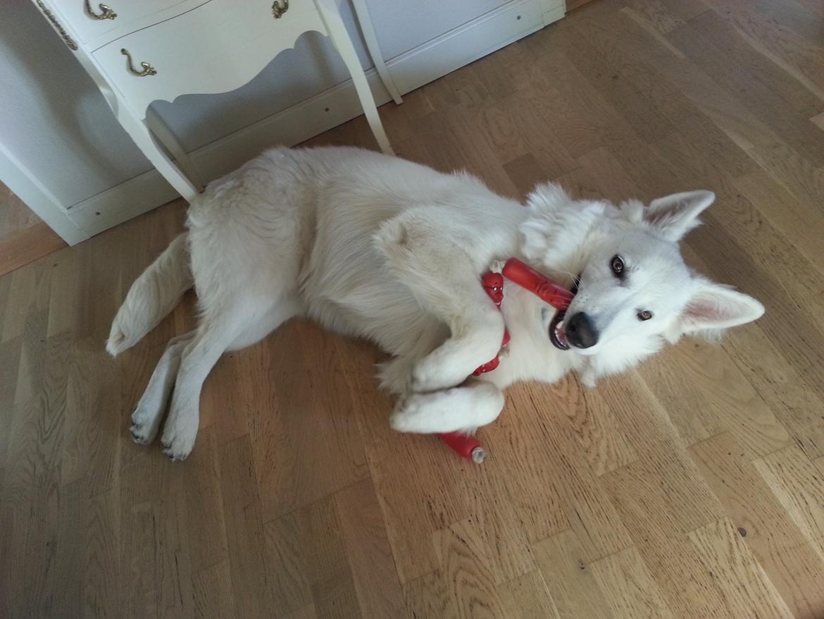 Hvid schæfer Gizmo billede 14