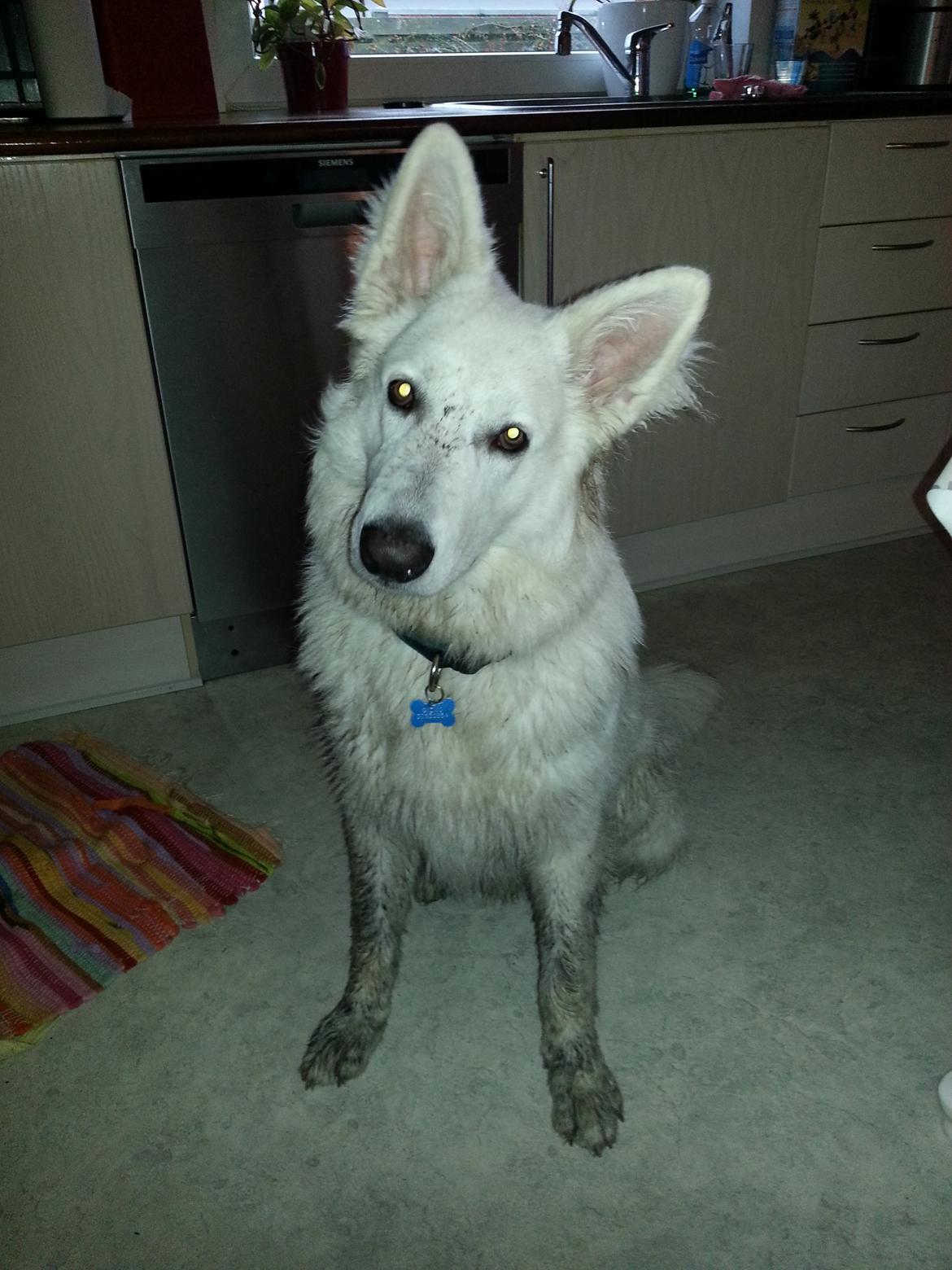 Hvid schæfer Gizmo billede 15