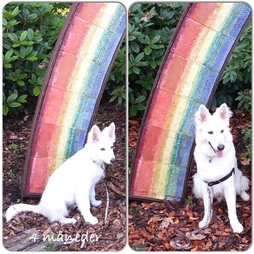 Hvid schæfer Gizmo billede 16