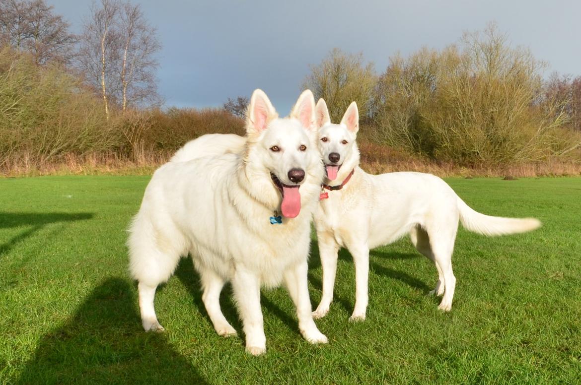 Hvid schæfer Gizmo billede 17