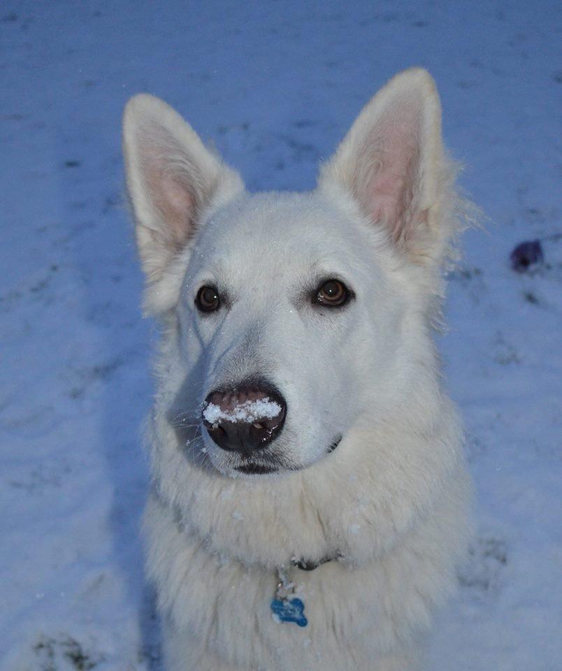 Hvid schæfer Gizmo billede 18