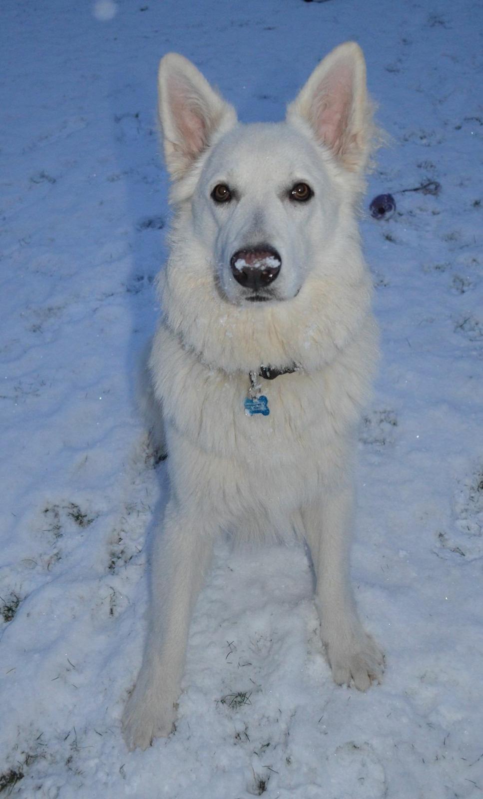 Hvid schæfer Gizmo billede 19