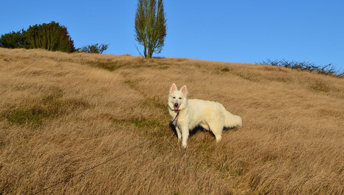 Hvid schæfer Gizmo billede 20