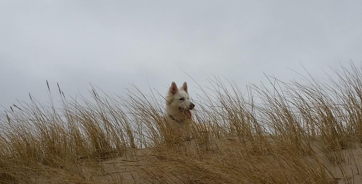 Hvid schæfer Gizmo billede 21