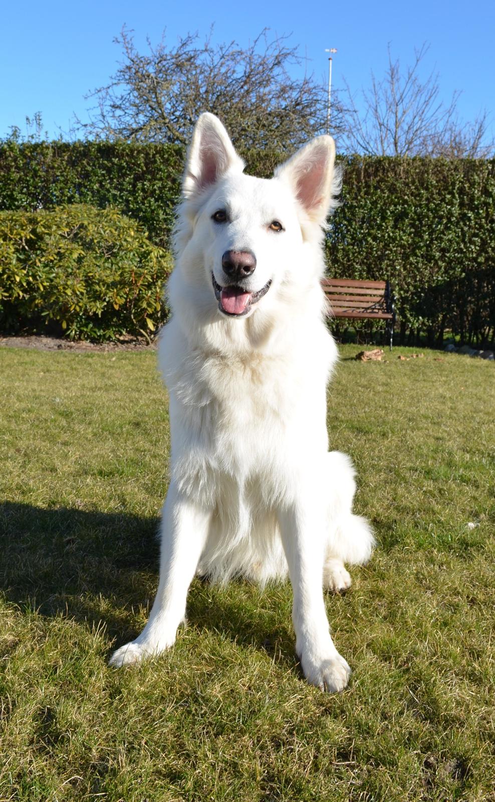 Hvid schæfer Gizmo billede 22