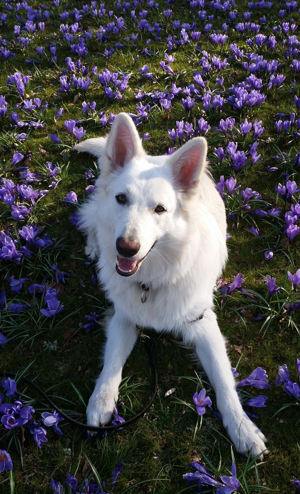 Hvid schæfer Gizmo billede 24