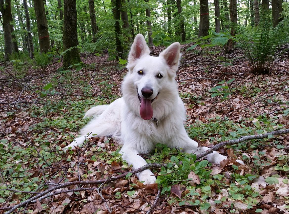 Hvid schæfer Gizmo billede 25