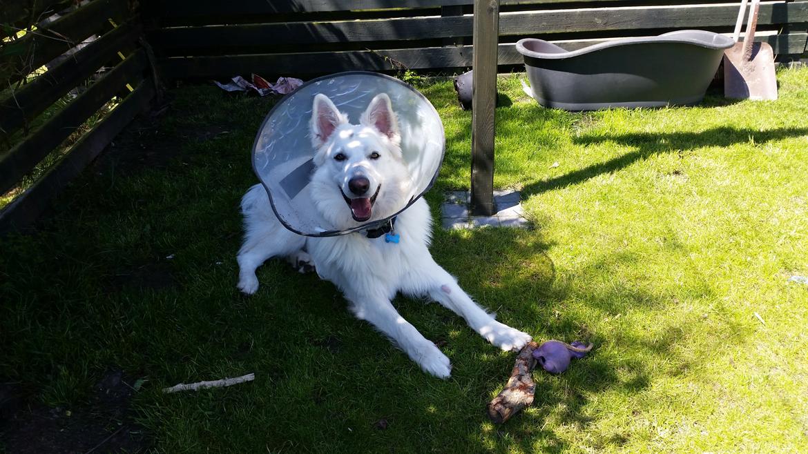 Hvid schæfer Gizmo billede 26