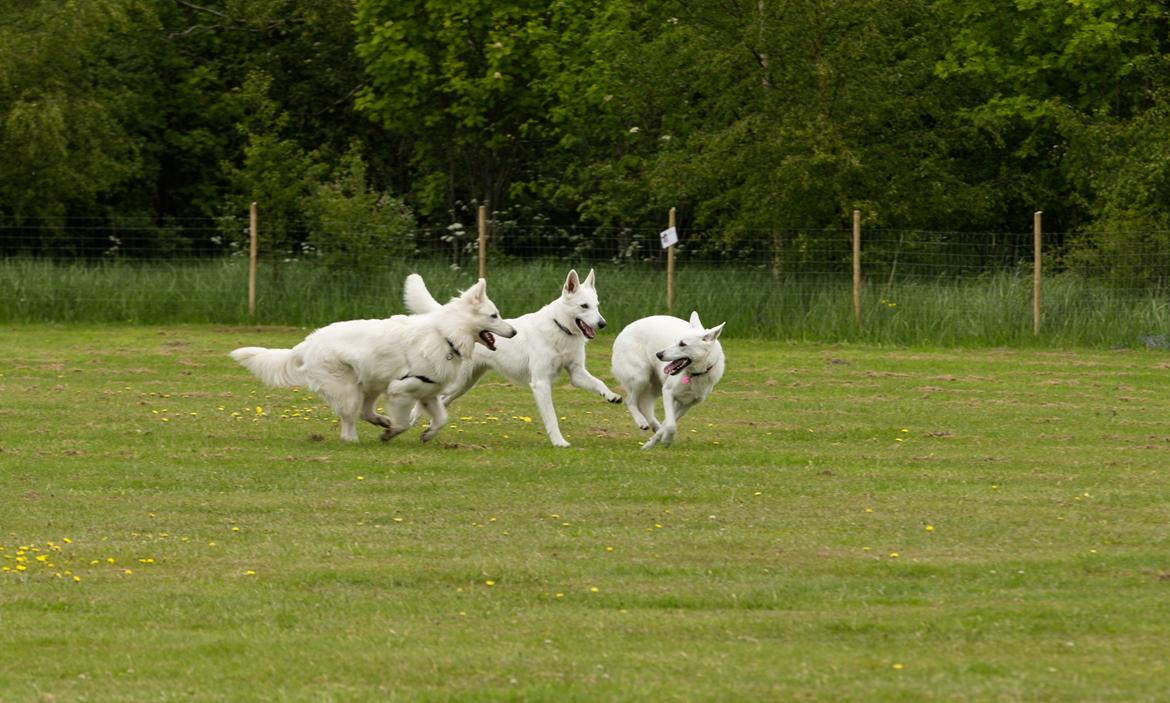 Hvid schæfer Gizmo billede 27
