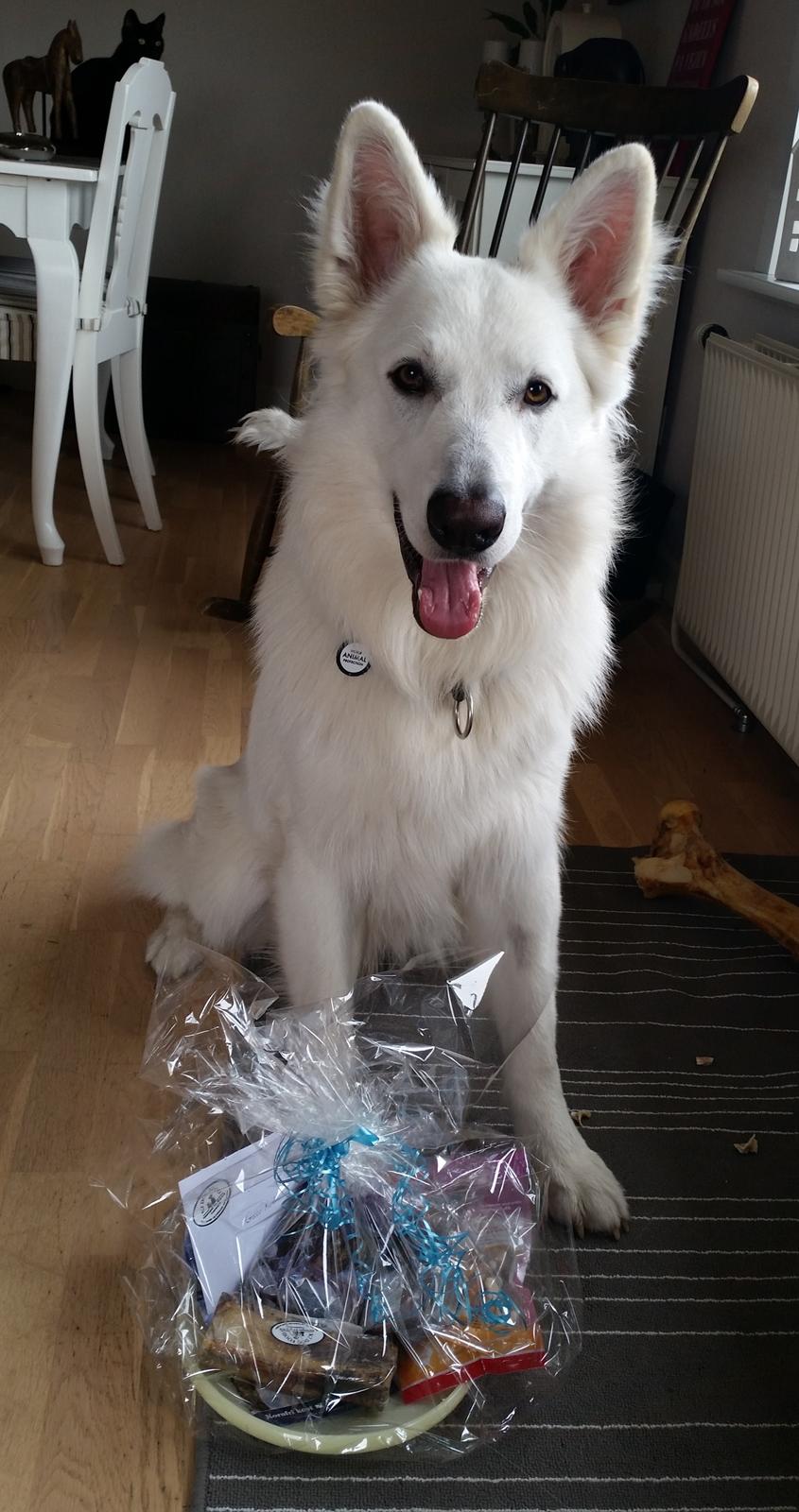 Hvid schæfer Gizmo billede 28