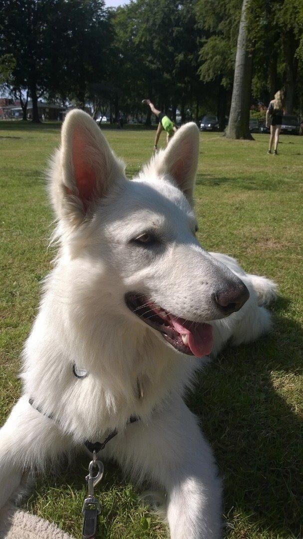 Hvid schæfer Gizmo billede 29