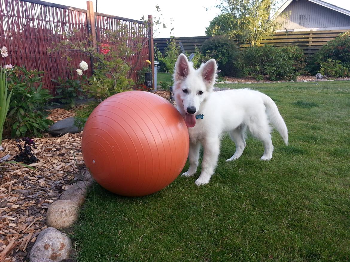 Hvid schæfer Gizmo billede 30