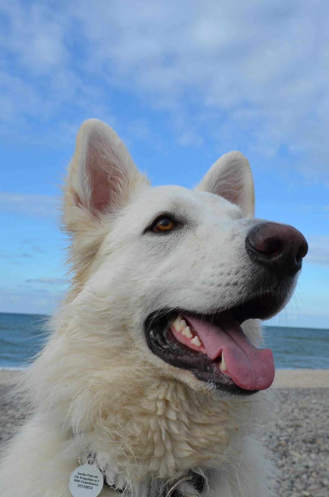 Hvid schæfer Gizmo billede 31