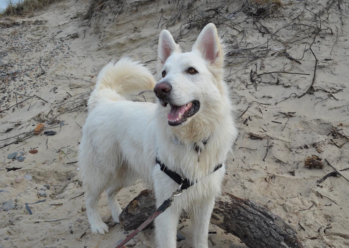 Hvid schæfer Gizmo billede 32