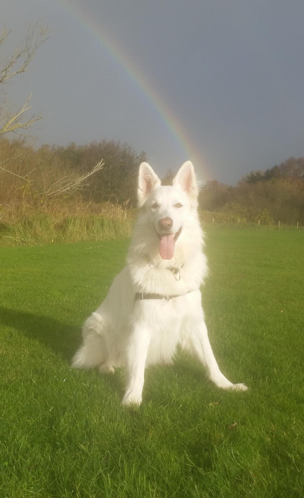 Hvid schæfer Gizmo billede 33