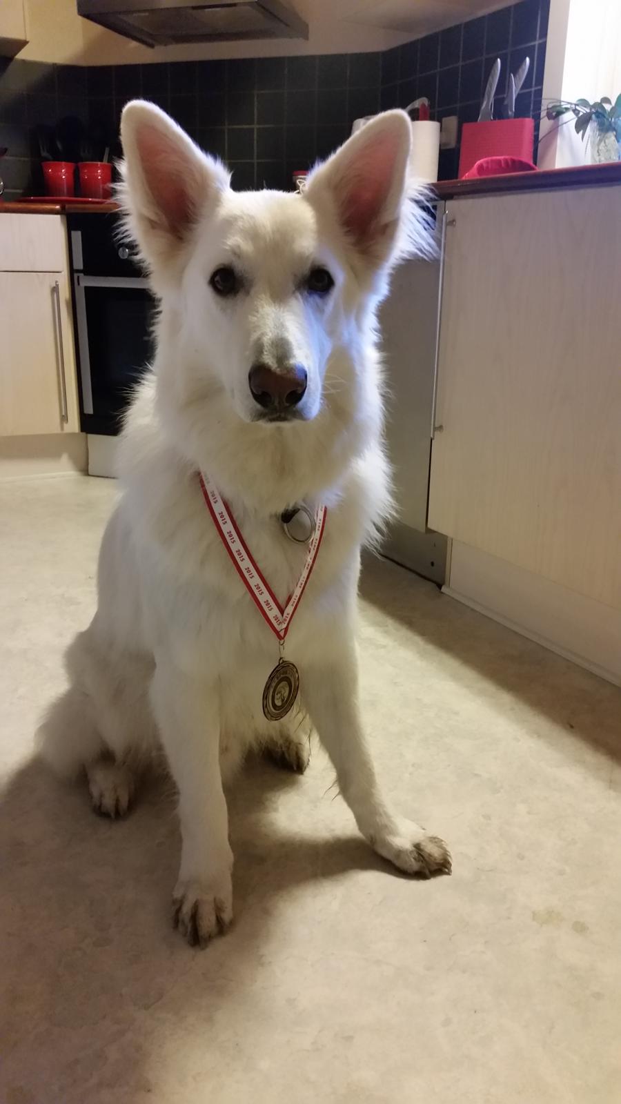 Hvid schæfer Gizmo billede 34