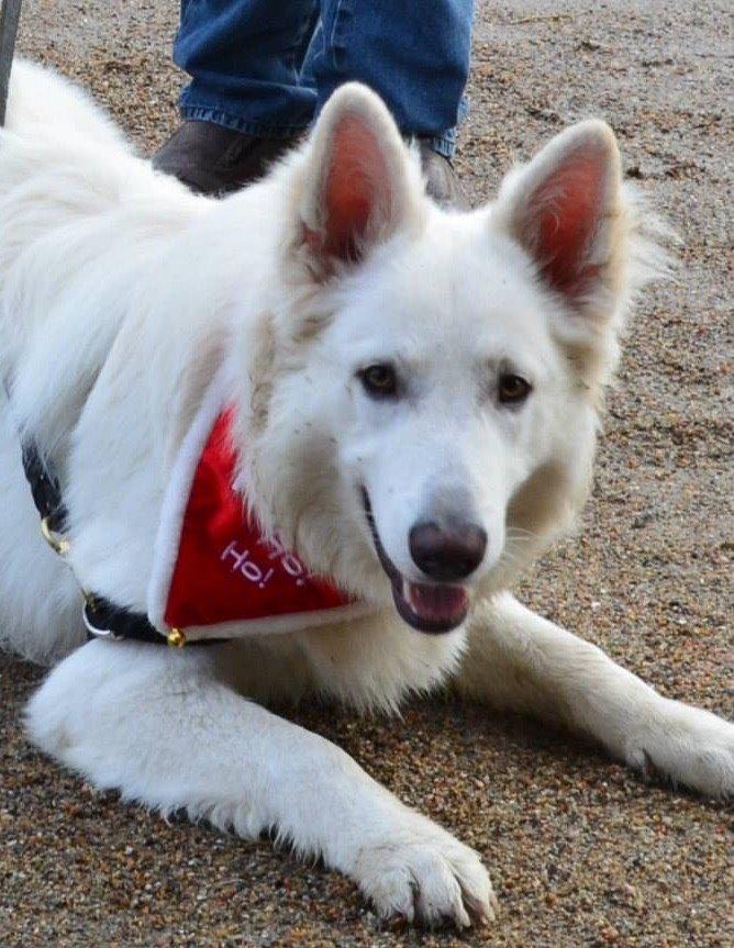 Hvid schæfer Gizmo billede 35