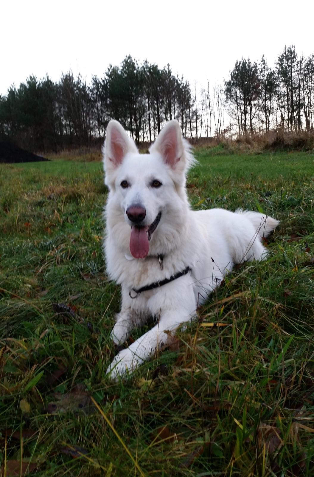 Hvid schæfer Gizmo billede 23