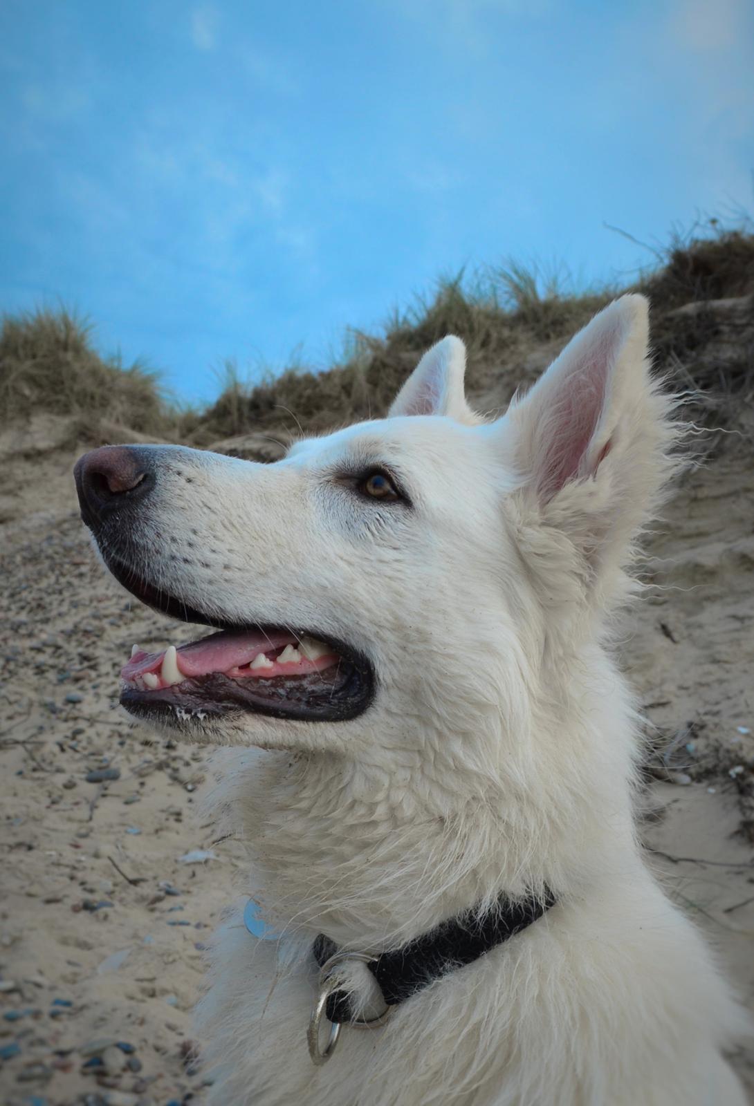 Hvid schæfer Gizmo billede 36