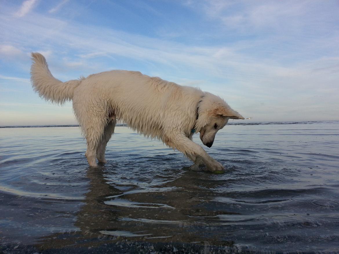 Hvid schæfer Gizmo billede 11