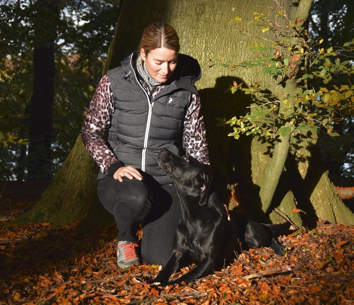 Labrador retriever Junior billede 45