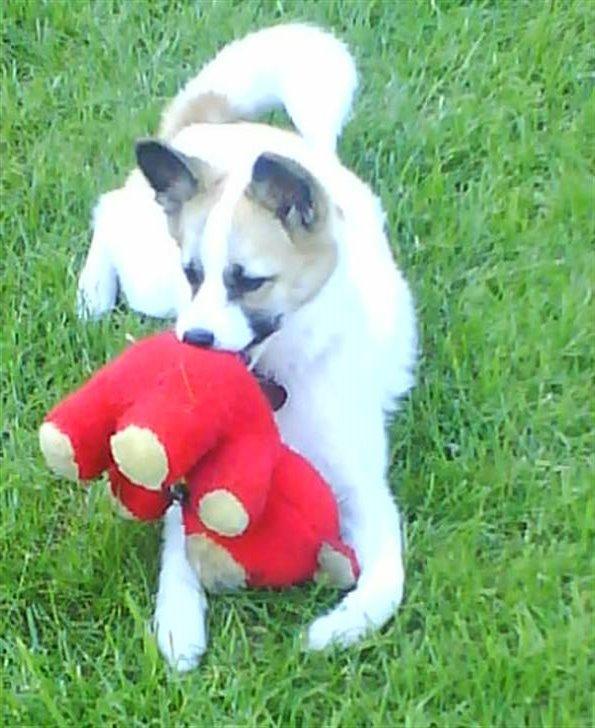 Norrbottenspids Laika (Spidsbjørnens Ea) billede 2