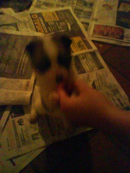 Norrbottenspids Laika (Spidsbjørnens Ea) billede 3