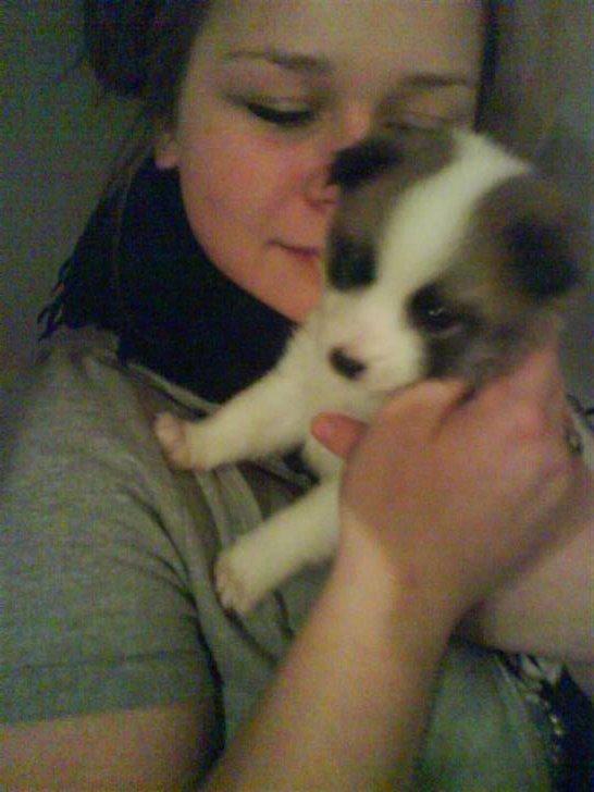 Norrbottenspids Laika (Spidsbjørnens Ea) billede 4