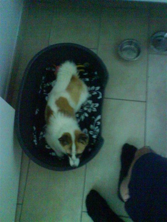 Norrbottenspids Laika (Spidsbjørnens Ea) billede 5