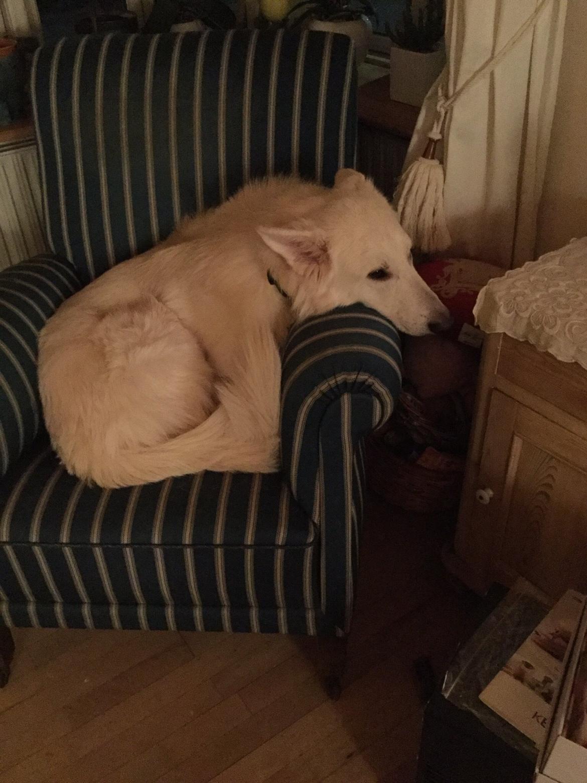 Hvid Schweizisk Hyrdehund Balou billede 2