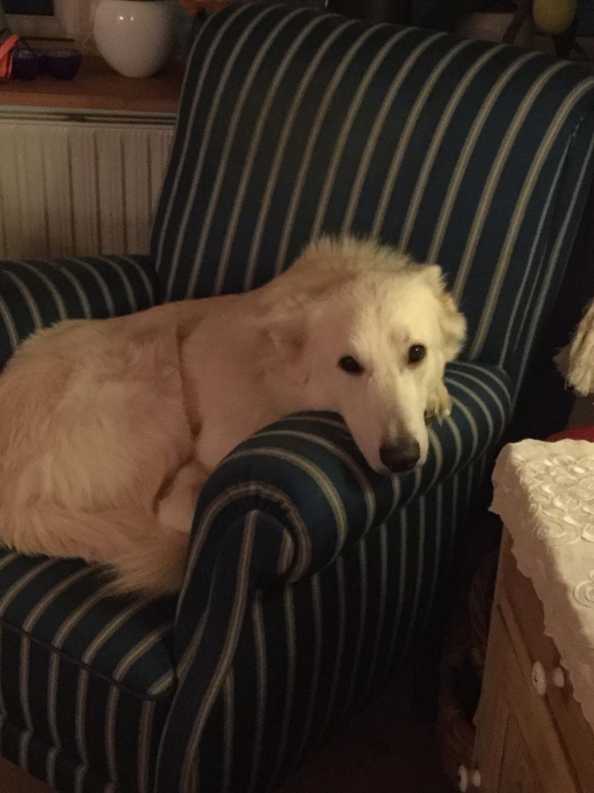 Hvid Schweizisk Hyrdehund Balou billede 3