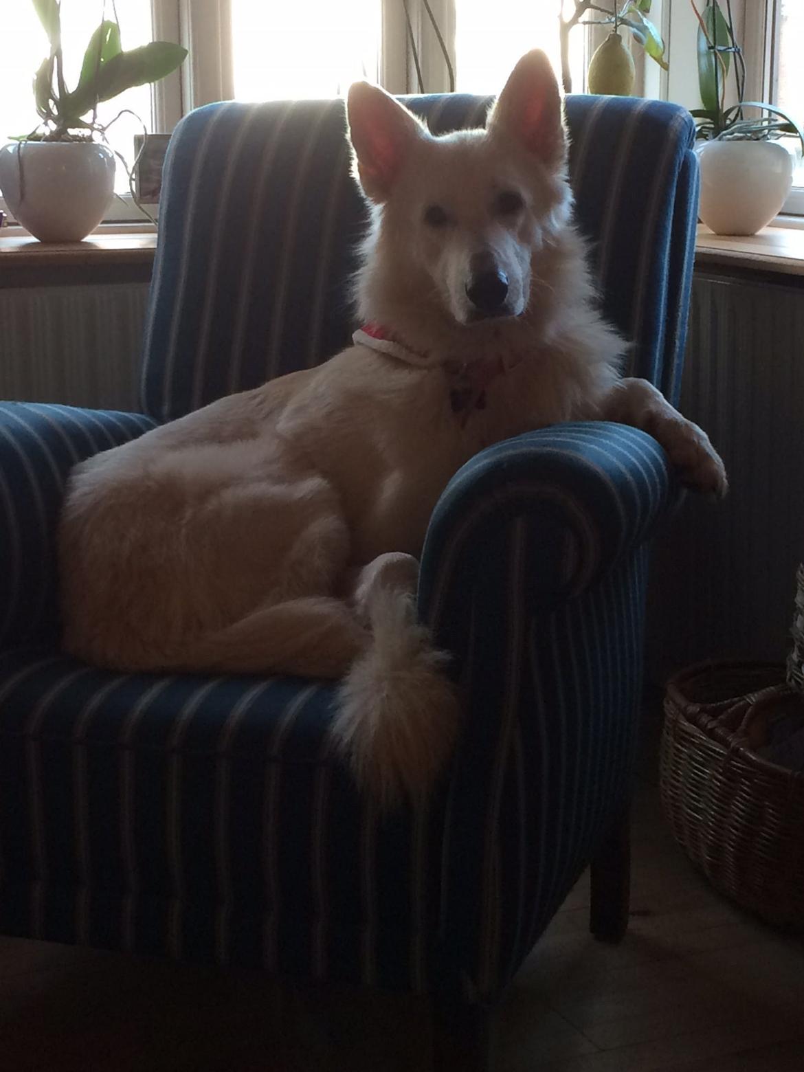 Hvid Schweizisk Hyrdehund Balou billede 1