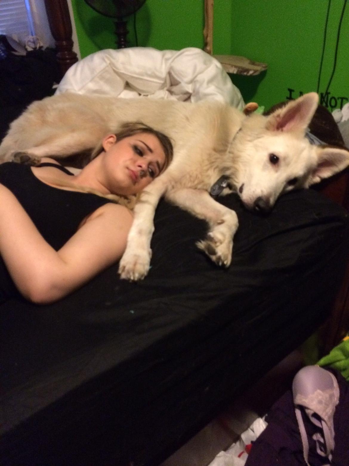 Hvid Schweizisk Hyrdehund Balou billede 4