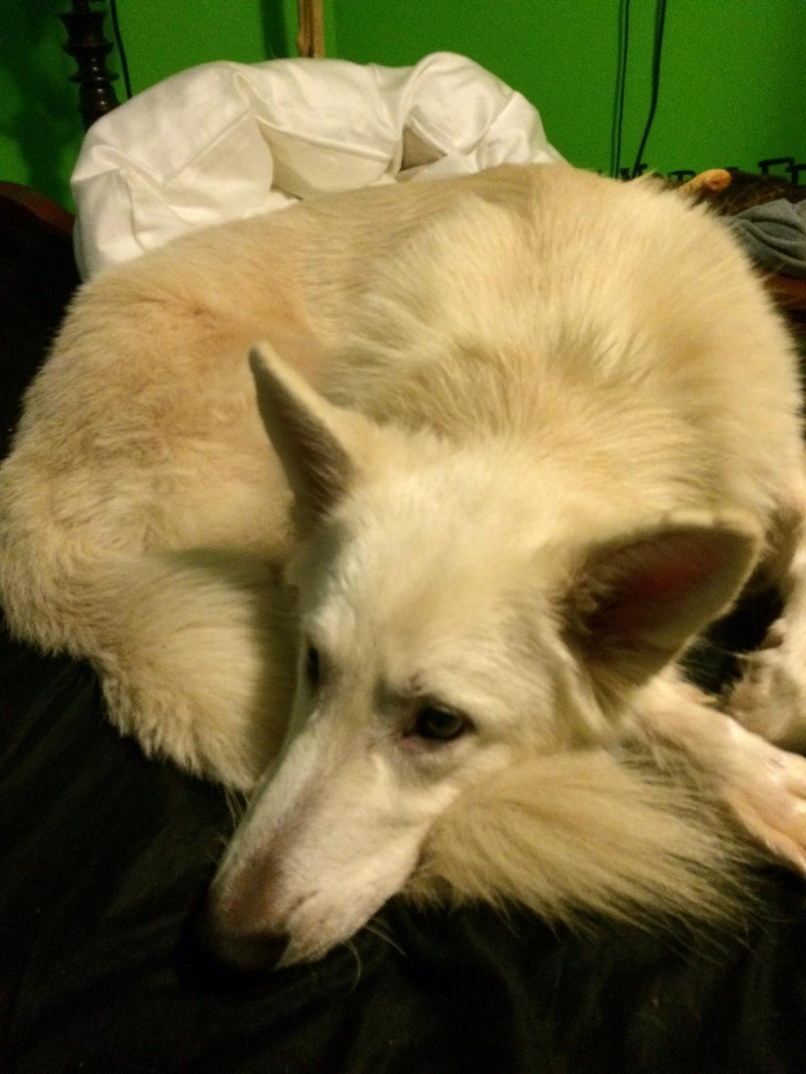 Hvid Schweizisk Hyrdehund Balou billede 5